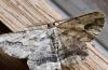 Menophra abruptaria
